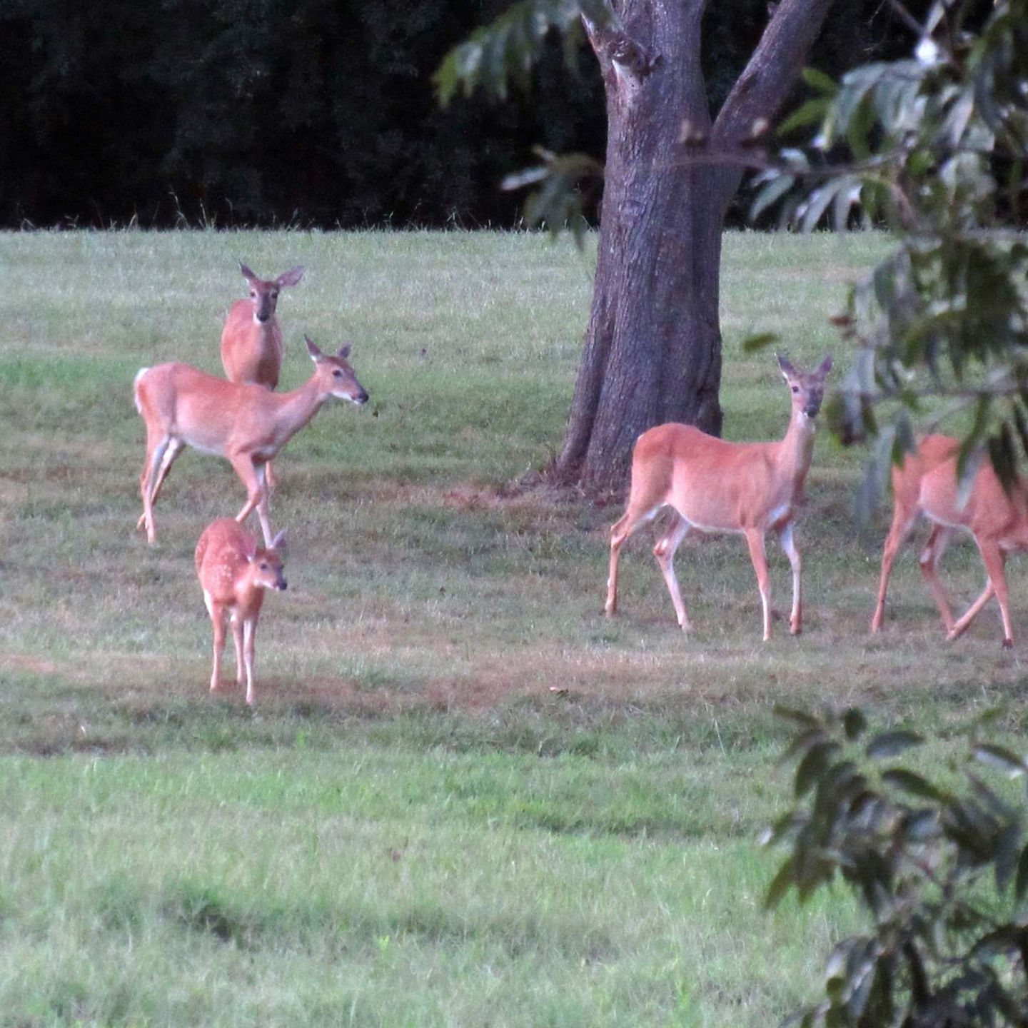 Deer